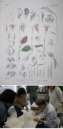 標本図の過去，現在，未来