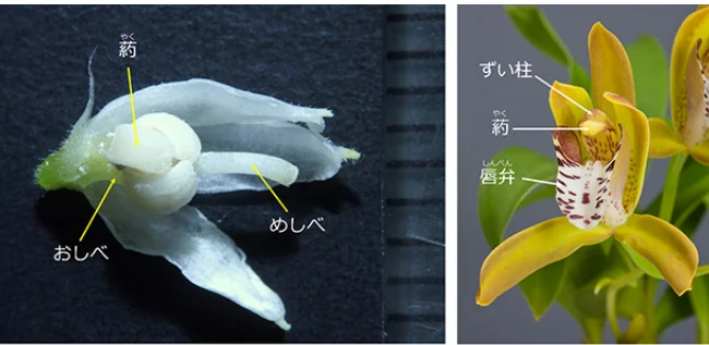 ランの「生きた化石」が世界で初めて開花！ | 国立科学博物館 National