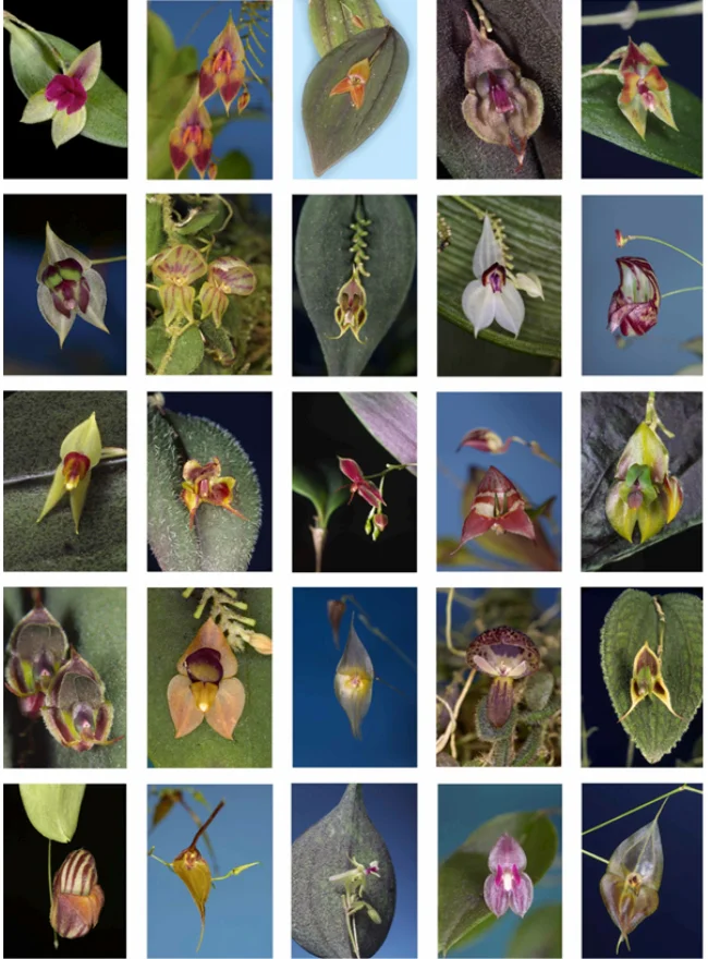 爆発的に多様化したラン、レパンテス属のいろいろ