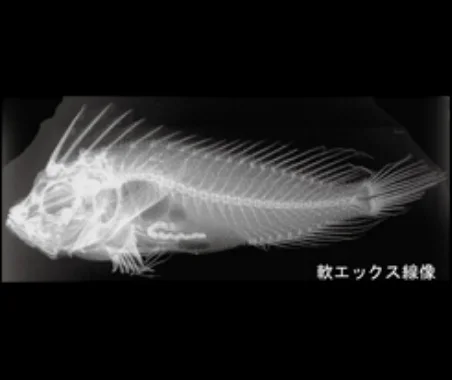 魚_軟エックス線
