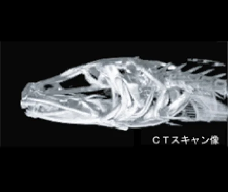 魚_CTスキャン像