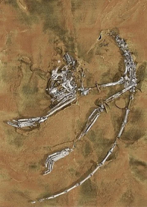 アーキケブス・アキレスの化石