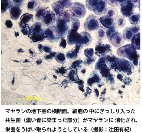 マヤラン_地下茎の横断面