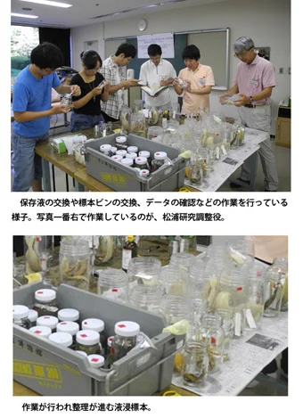 ホルマリン液浸標本の整理作業