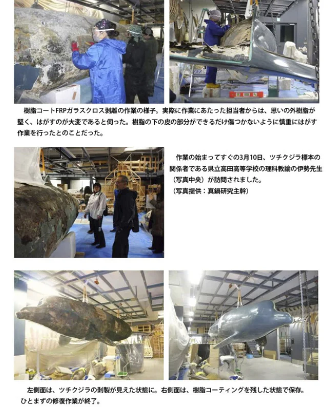 陸前高田市海と貝のミュージアム「ツチクジラ剥製標本」の修復