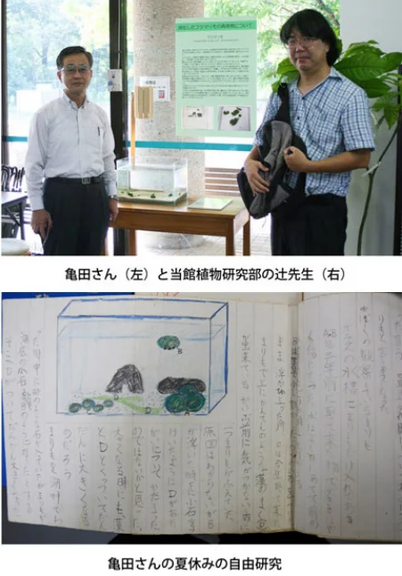 夏休みの自由研究で守られたフジマリモ