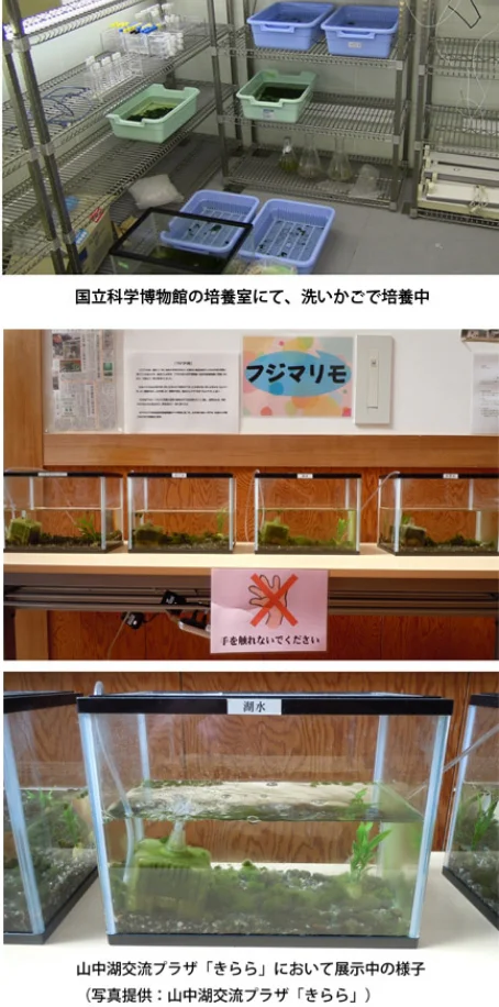 山中湖村での栽培および野生復帰に向けた取り組み