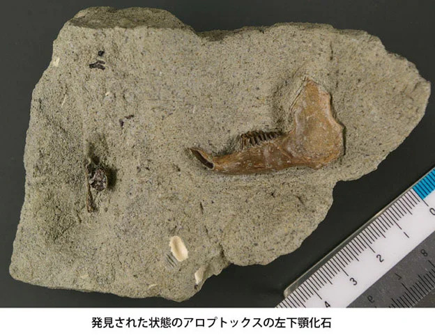 アロプトックスの左下顎化石