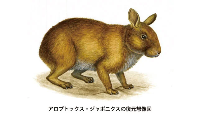 アロプトックス・ジャポニクス