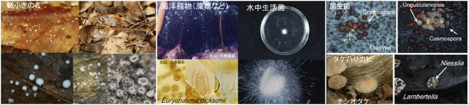 日本における菌類相データの集積