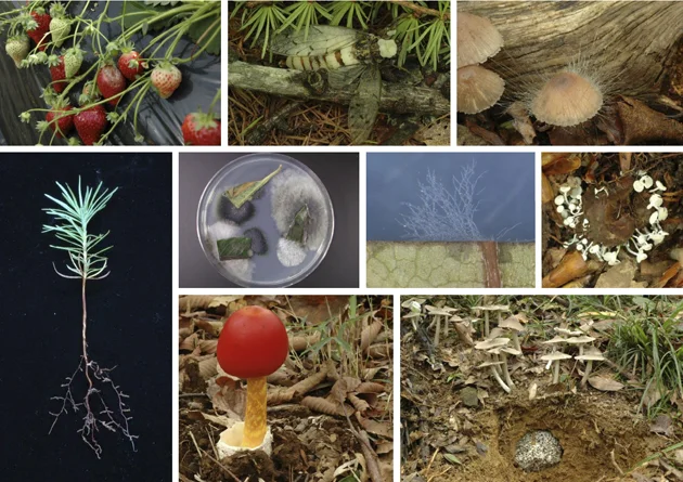 きのこ・カビ・酵母