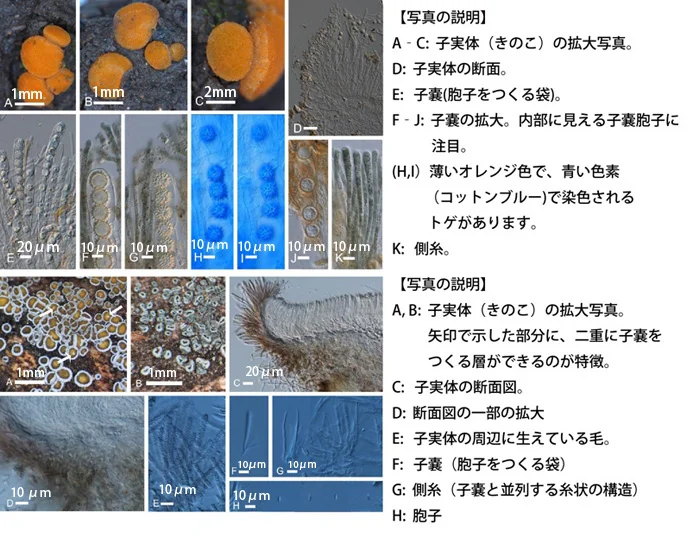 日本新産のきのこ発見