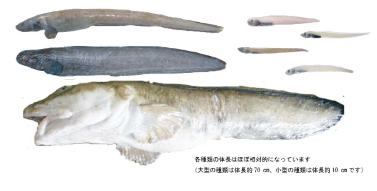 学名不詳_ゲンゲ