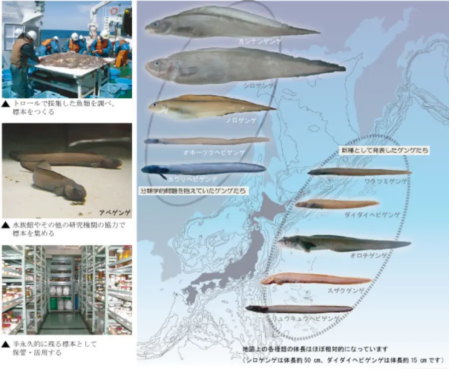 ディープな魚類の分類学 -ゲンゲ類の研究- | 国立科学博物館 National