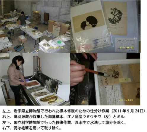 陸前高田市立博物館で被災した海藻標本