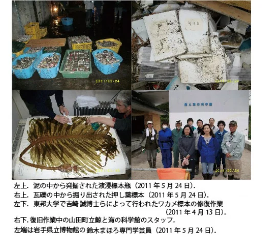 鯨と海の科学館の標本レスキュー