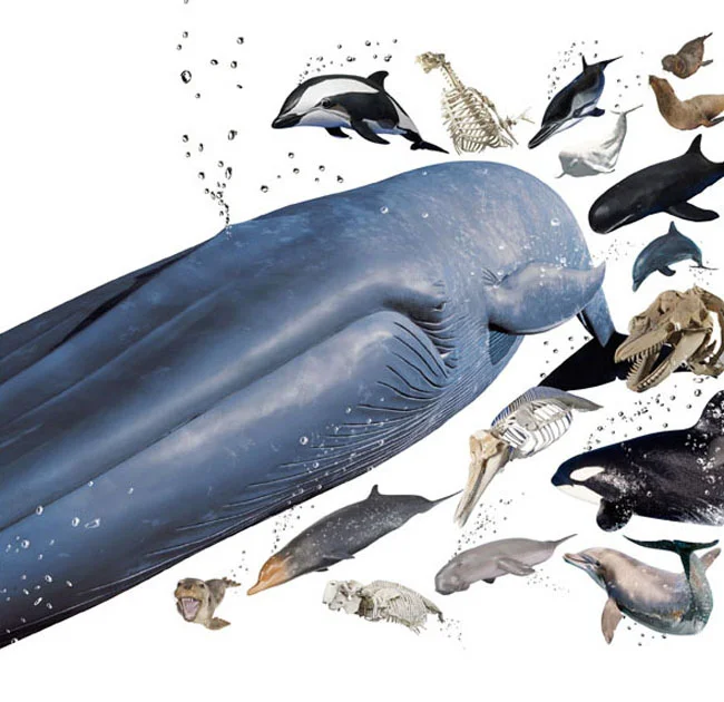 大哺乳類展_海のなかまたち