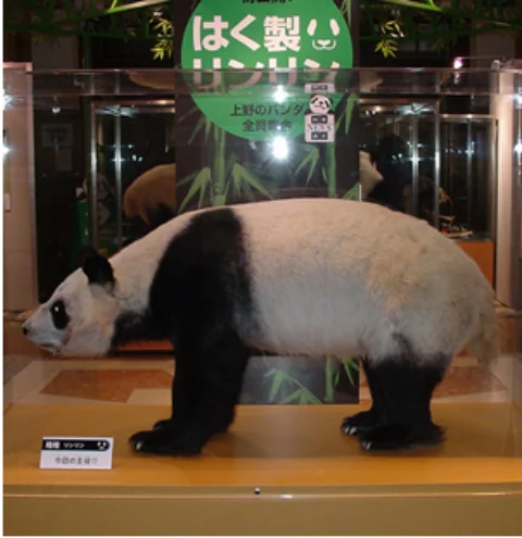 パンダ