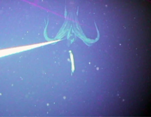 2004年に撮影されたダイオウイカ