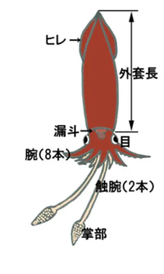 ツツイカ類の体（筆者画）