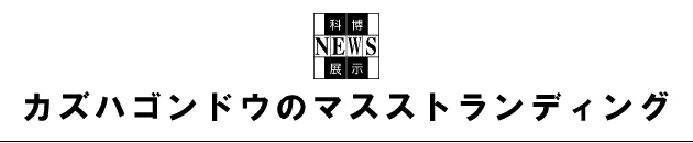 �Ȕ��m�d�v�r�W���u�J�Y�n�S���h�E�̃}�X�X�g�����f�B���O�v