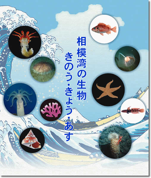 ���͘p�̐��� ���̂��E���傤�E����