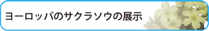 ヨーロッパのサクラソウの展示