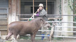 飼育展示課東園飼育展示係 バク・カピバラ・ラマ担当 石井 淳子さん