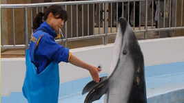 マリンワールド海の中道 海洋動物課獣医師 大島 由子さん