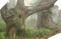 �V����w���n���K�т̃X�M�V�R��