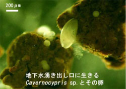 �x�m�R�N���ɂ��ފL�~�W���R�i�L�`���j�̌������ʐ^