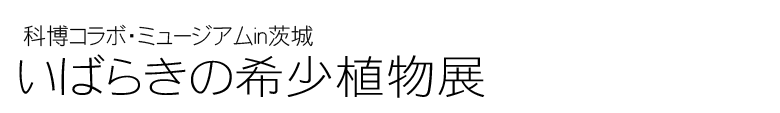 �Ȕ��R���{�E�~���[�W�A��in���@���΂炫�̊󏭐A���W