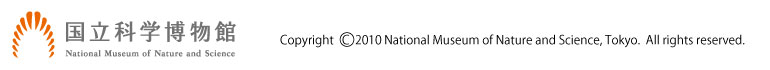 �����Ȋw�����ف@�R�s�[���C�g copyright 2010 national museum of nature and science, tokyo. all rights reserved.