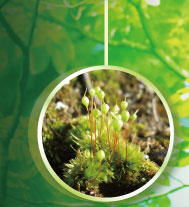 �R�c���K�l�S�P