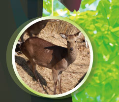 �j�z���W�J