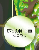 �L��p�ʐ^�͂�����