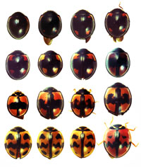 �_���_���e���g�E