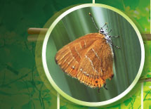 �A�J�V�W�~