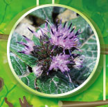 ���L�o�q�S�^�C