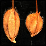 �ԖтƑ单�̏���