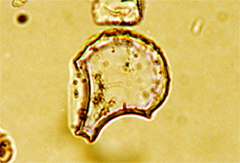 �v�����g�E�I�p�[��