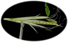 �g�E�����R�V�̌���"�f�I�V���g"