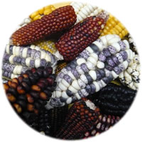 �g�E�����R�V