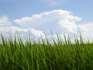 ����̓c���