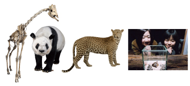 �L�����i�S�g���i�j�A�p���_�A�q���E�A�W�����i���̎ʐ^