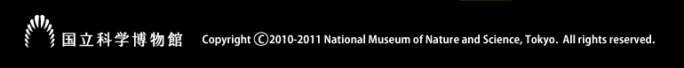 �����Ȋw�����ف@Copyright 2010-2011 National Museum of Nature and Science, Tokyo.  All rights reserved.