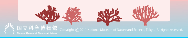 Copyright 2011 National Museum of Nature and Science, Tokyo.  All rights reserved.