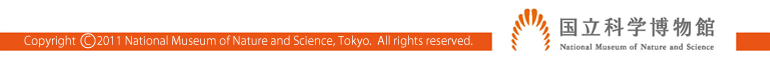Copyright 2011 National Museum of Nature and Science, Tokyo.  All rights reserved.�@�����Ȋw������