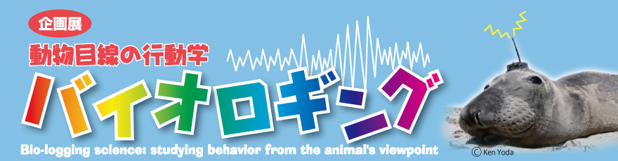 �����ڐ��̍s���w�@�o�C�I���M���O�@Bio-logging science:studing behavior from the animail's viewporint �ʐ^�@Copyright Yoko Mitani, Tomoko Narazaki, Ken Yoda