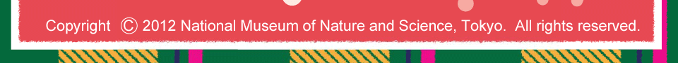 �����Ȋw�����ف@Copyright 2012 National Museum of Nature and Science, Toyo. All rights reserved.